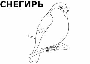 Зимующие птицы россии раскраска