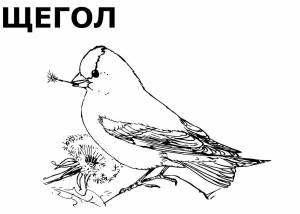 Раскраски Зимующих птиц