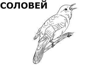 Раскраски наши птицы