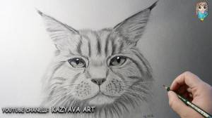 How to draw a cat of MAIN-COON breed in stages