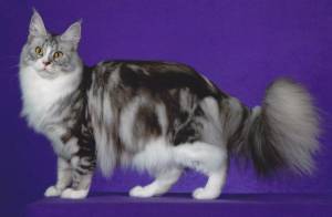 Окрасы Mainecoon