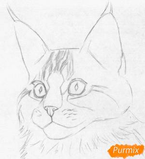 Как нарисовать кошку породы Мейн-кун поэтапно 2 урока