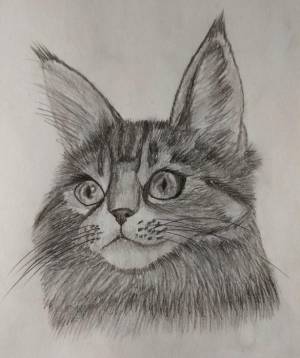 Как нарисовать кошку породы Мейн-кун поэтапно 2 урока