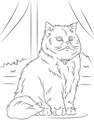 Раскраска Арабская кошка