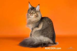 ticked tabby