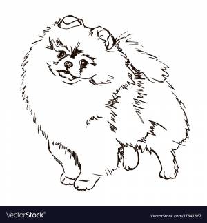 Раскраска собака шпиц