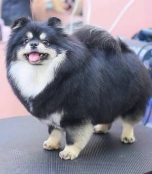 НКП Немецкий шпиц