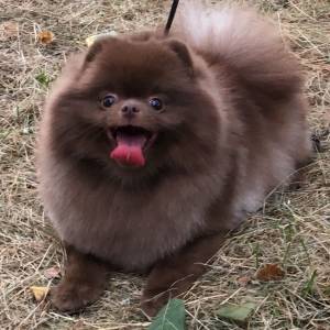 Шпиц коричневый шоколадный