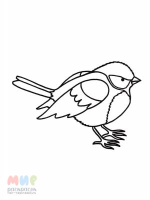 Раскраска Синица