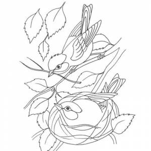 Раскраска синица вьет гнездо