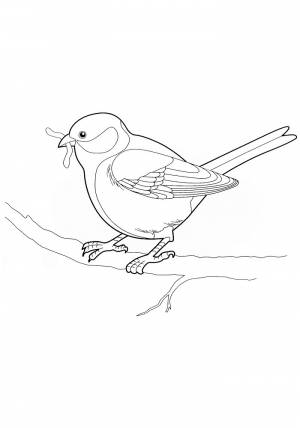 Раскраски Синица