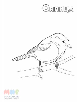 Раскраска Синица