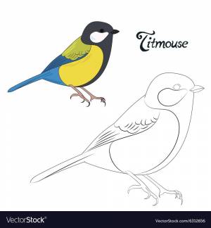 Раскраска синица на ветке