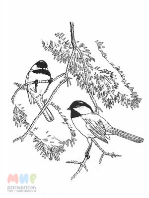 Раскраска Синица