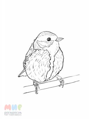 Раскраска Синица