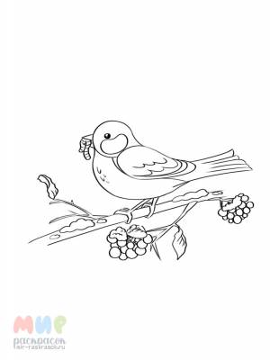 Раскраска Снегири на рябине