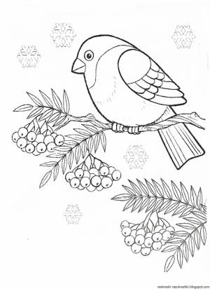 Синица раскраска для детей