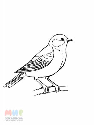 Раскраска Синица
