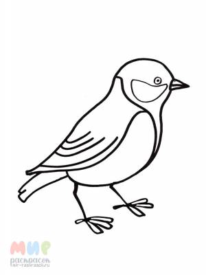 Раскраска Синица