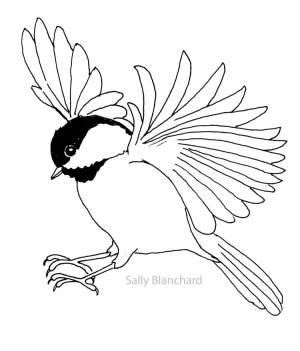 Синица птица раскраска