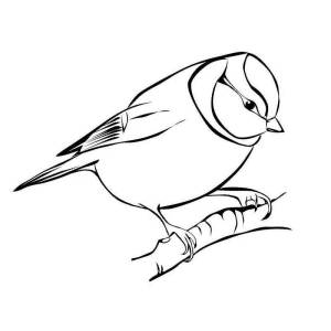 Синица птица раскраска