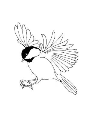 Раскраски Синица