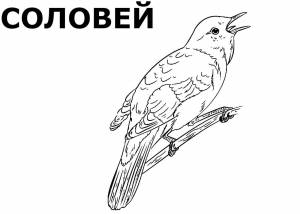 Раскраски Перелётных птиц