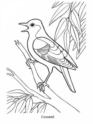 Раскраски на тему Перелетные птицы