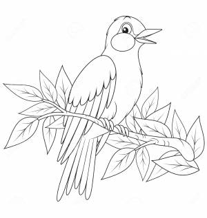 Раскраски раскраска перелетные