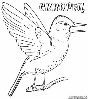 Раскраски Перелетные птицы для детей 5 6 лет