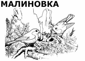 Раскраски Перелётных птиц