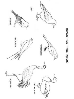 Раскраски Перелетные птицы