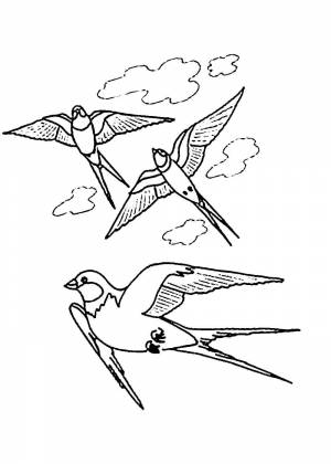 Раскраски Ласточки