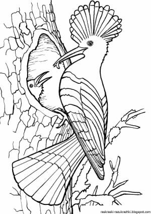 Перелетные птицы раскраска для детей