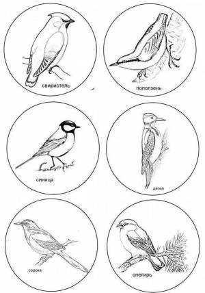 Раскраски Птицы зимующие и перелетные