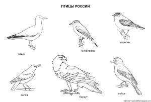 Раскраска перелетные птицы