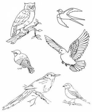 Раскраски Птицы зимующие и перелетные