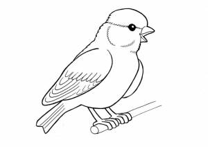 Раскраска № 3678