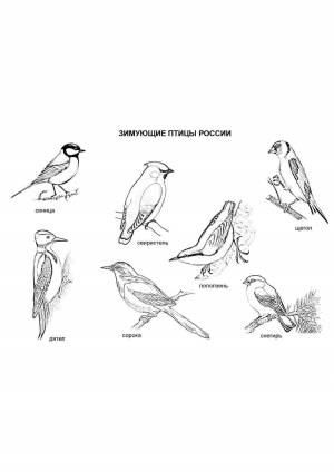Картинки раскраски птицы зимующие