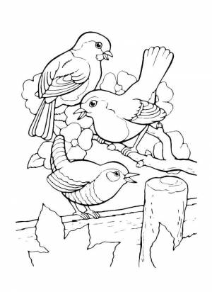 Раскраски Раскраска Птицы на дереве птицы