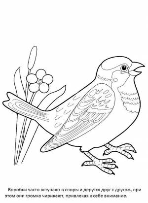 Раскраски Раскраска Воробей птицы