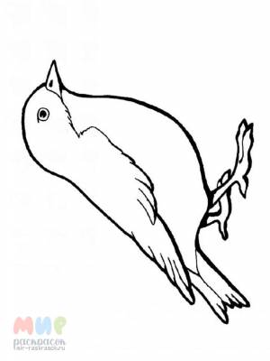 Раскраска Воробей