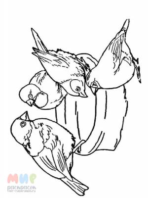 Раскраска Воробей