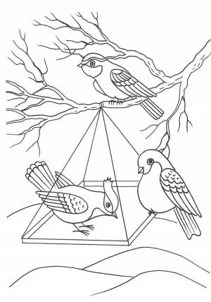 Раскраска птицы зимой