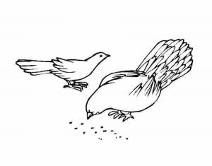 Раскраски птица клюет