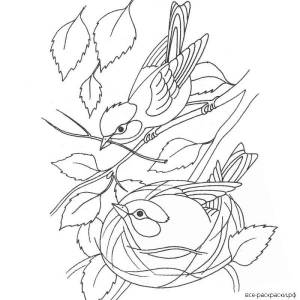 Картинки раскраска птицы весной