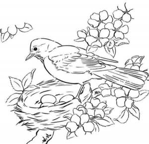 Картинки птицы весной для детей для распечатки