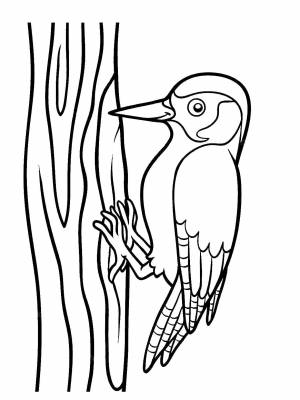 Раскраска Дятел   в формате