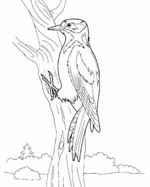 Раскраски Раскраска Ствол дерева и дятел Дятел птицы