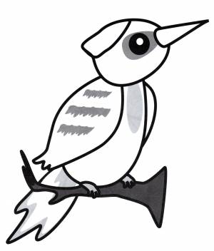 Раскраска Дятел на ветке